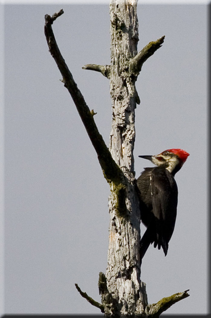 Pileated Woodpecker