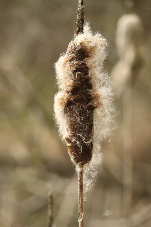 Cattail no. 1