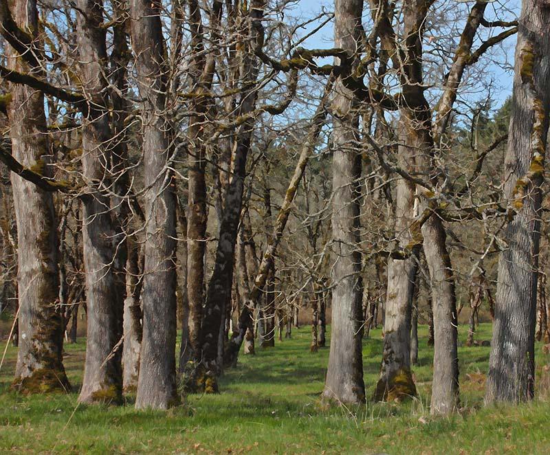  Oak Tree path