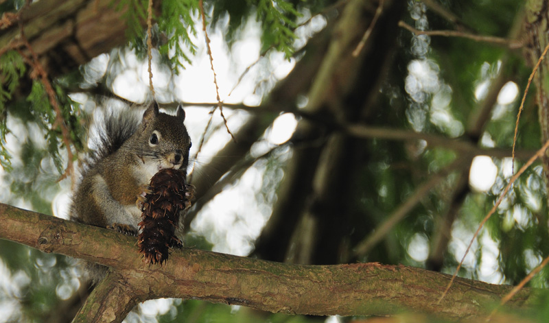 Red Squirrel nuts over Pine nuts