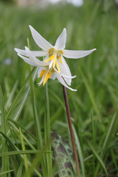 Double-headed fawn lily