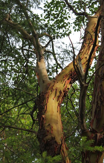 Arbutus tree