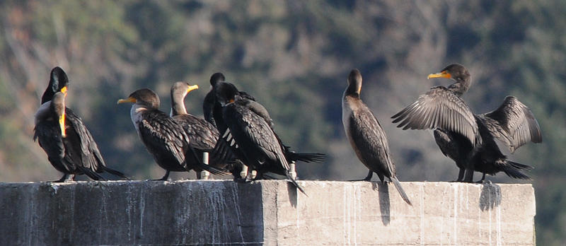 Cormorants on the block