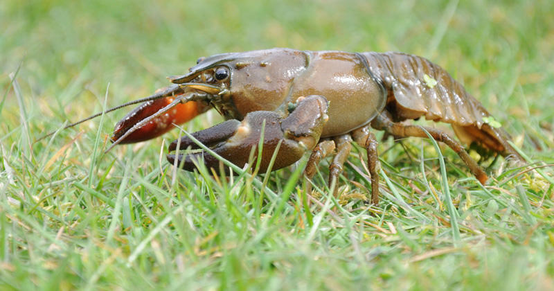 Crayfish Crawl