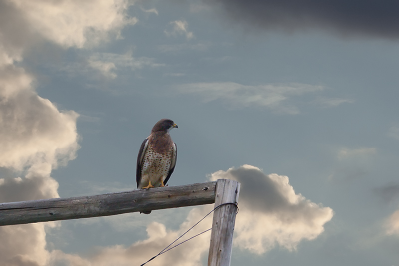 Hawk on a Fence