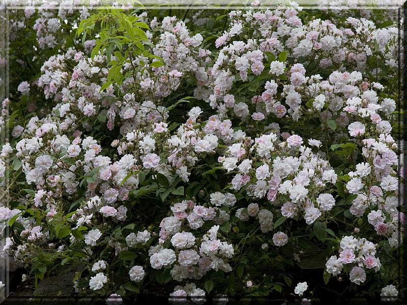 Paul's Himalayan  Musk