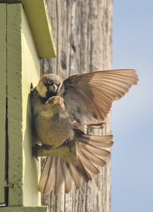 House Sparrows -- afternoon delight