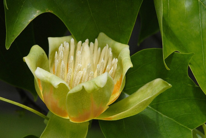 Tulip Tree Blossom