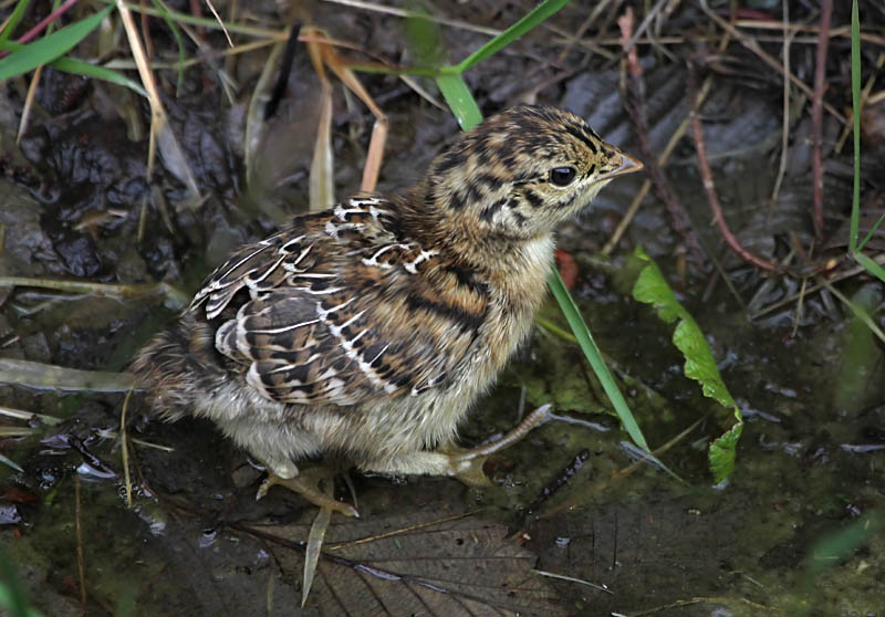 Grouse Chick
