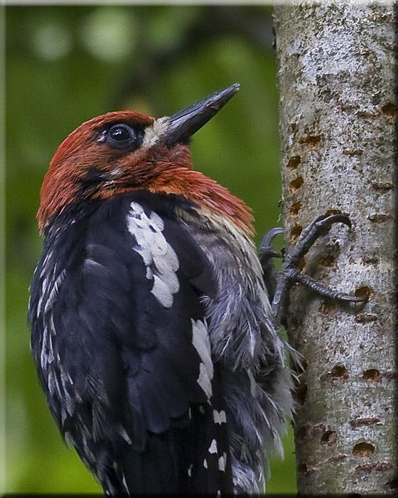 Closer this time  (Red breasted Sapsucker)