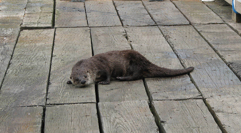 Otter, Napping?