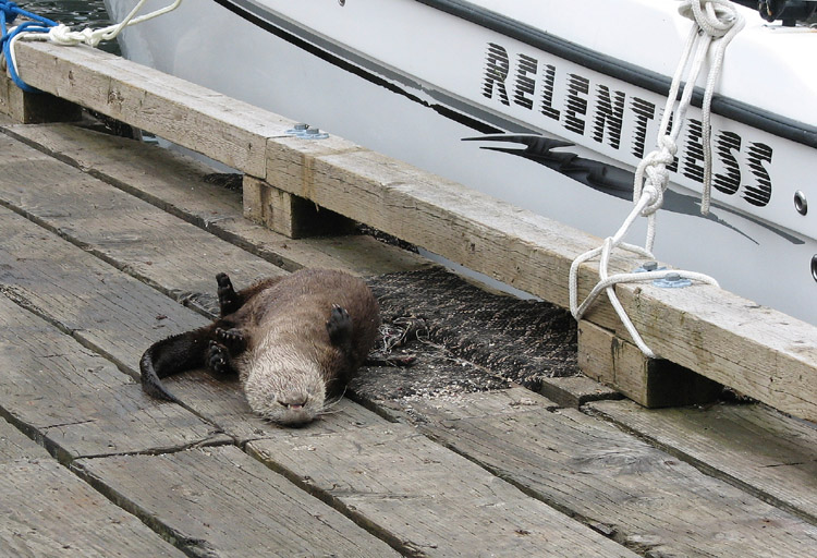 Otter, on Port Renfrew dock