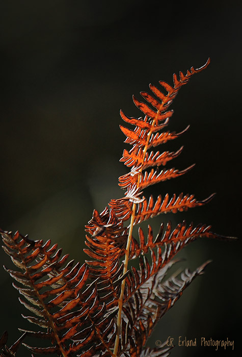 Bracken Fern