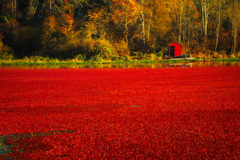 cranberry fields_027.jpg