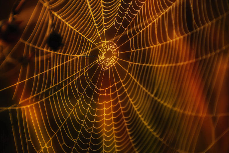 cob web