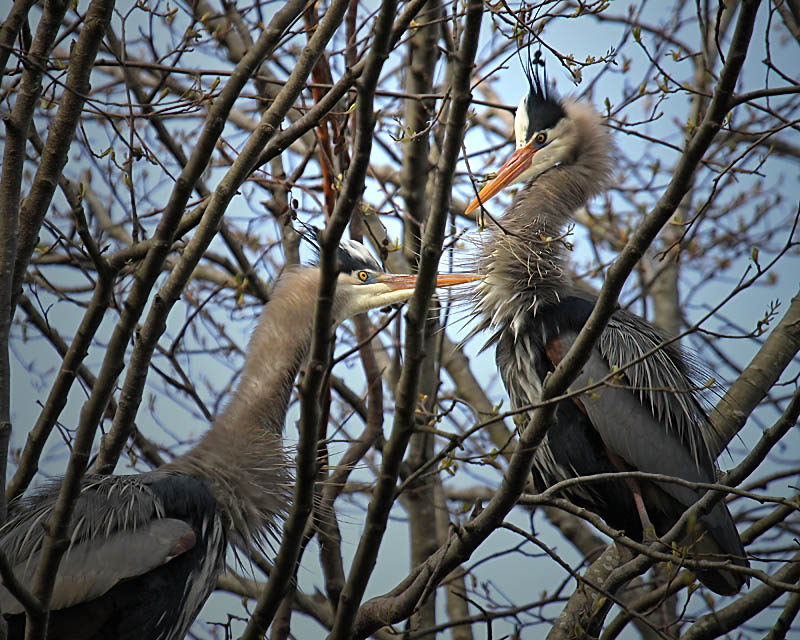 1st - Herons - The Mating GameRacine Erland