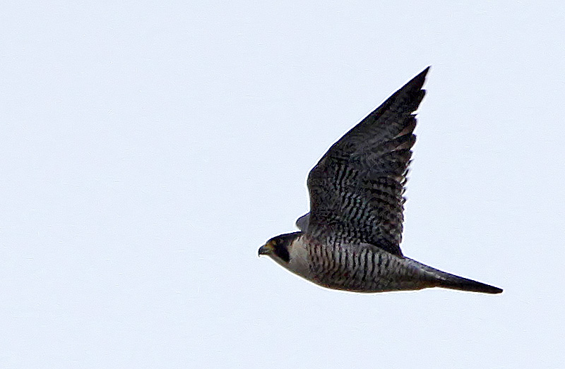 Peregrine Falcon