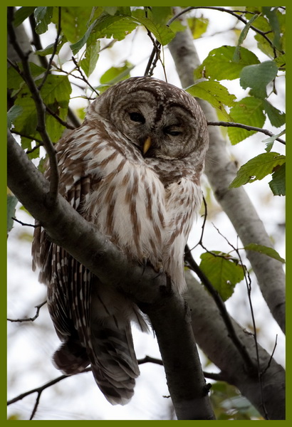 Barred or Spotted Owl