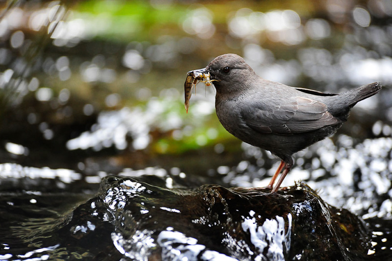 1st - Bird With BugsCim MacDonald