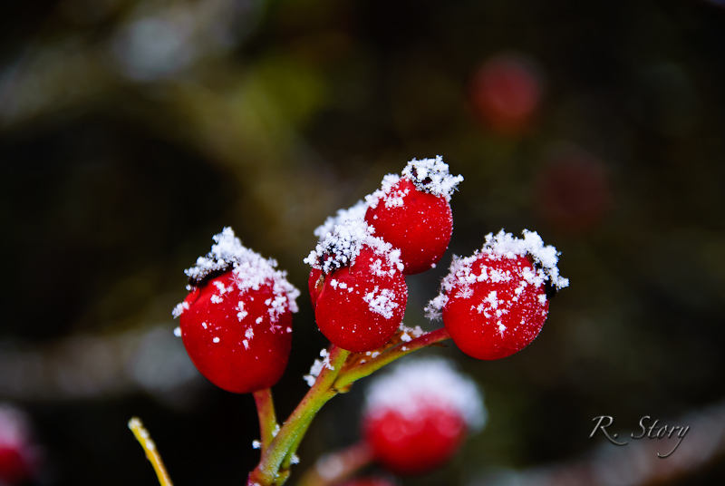 Winter Berries.jpg