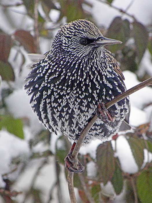 European Starling in Winter Plummage