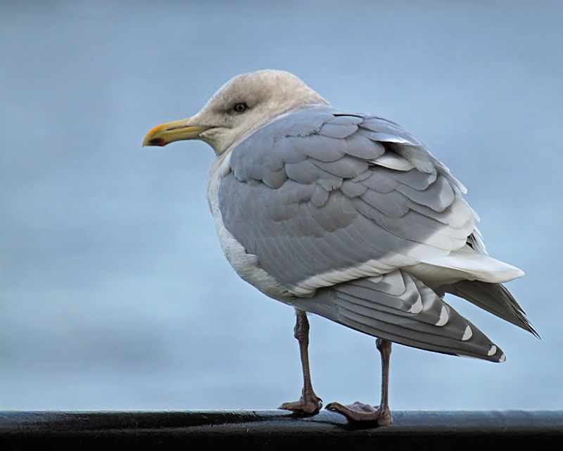 Gull on a Cold Day