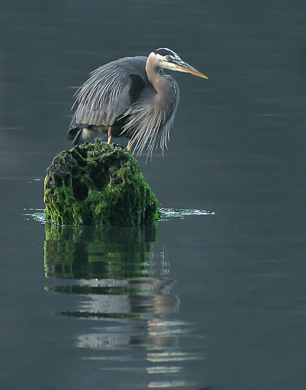 1st (tied) - Blue Heron<br>Heather Wade