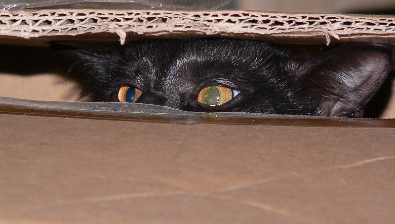 2nd (tied) - Safe Hiding PlaceLen Langevin