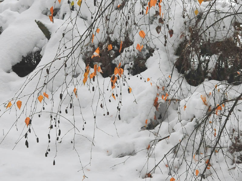 Winter Foliage, Shawnigan Lake