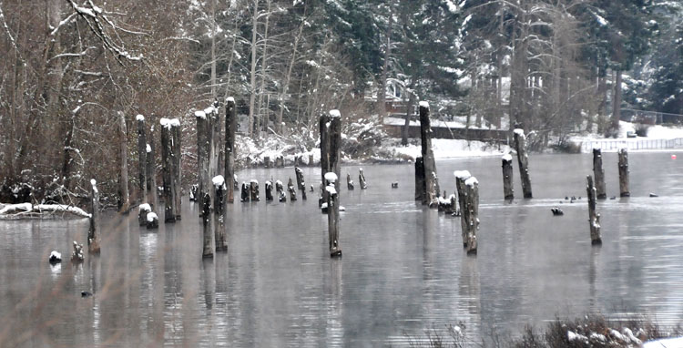 Pilings at Old Mill Park, Shwanigan Lake