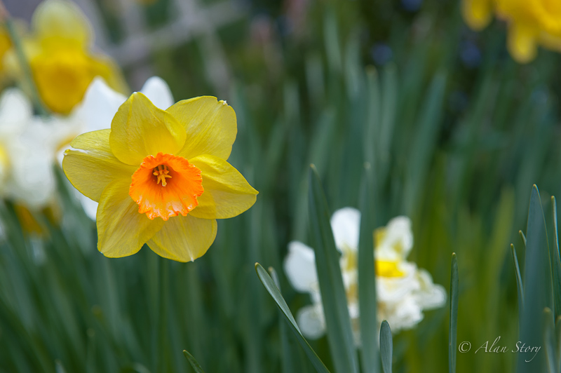 Spring Daffodil.jpg