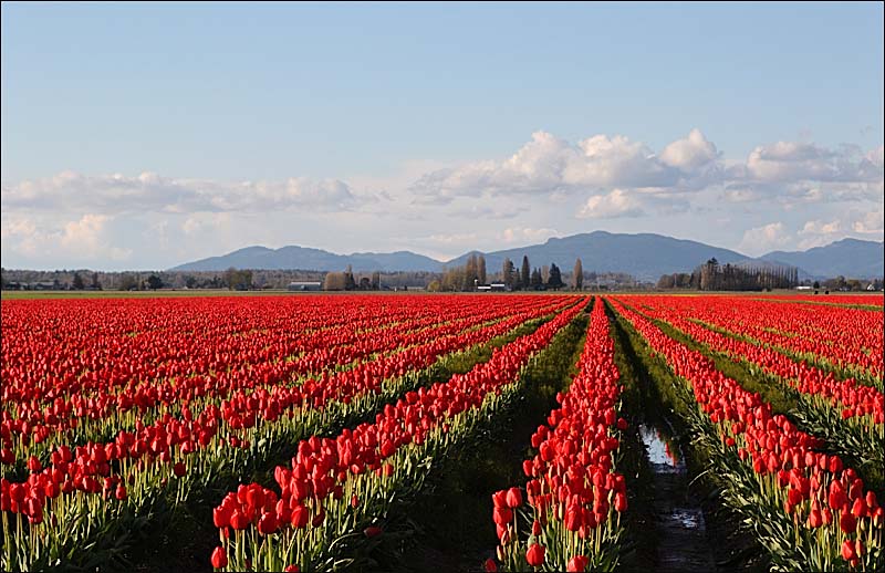 Tulip Time