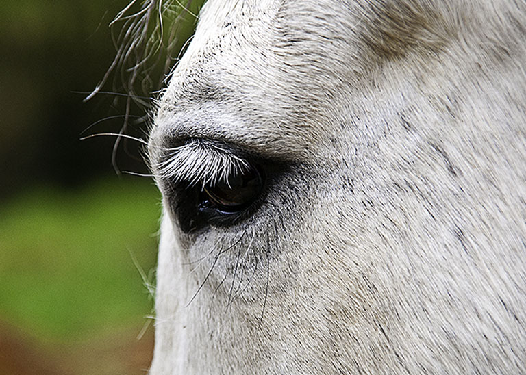 Horse Beauty
