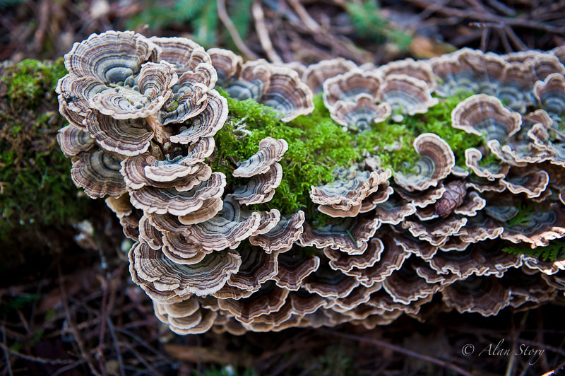 Forest Fungi.jpg