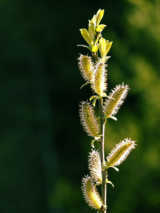 Pussy Willow