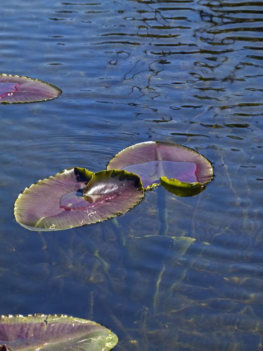 Water Lilies