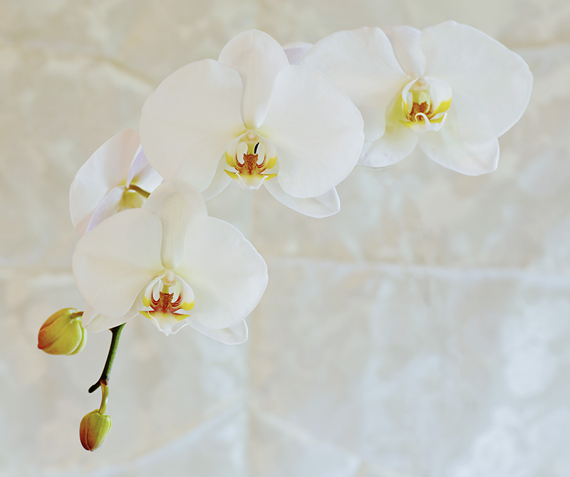DB-Series1 - Image 1- Orchid