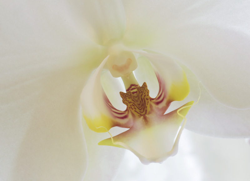 DB Series 1 Image 3 Orchid