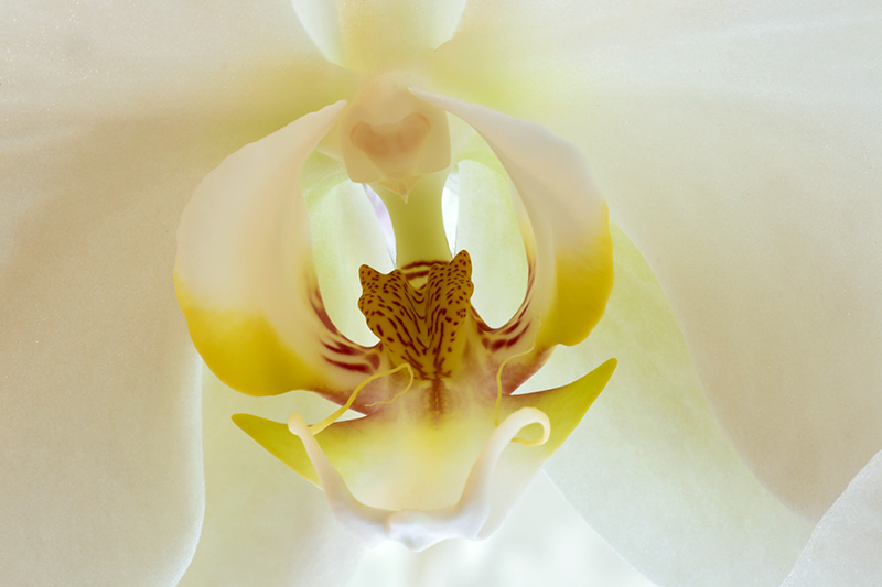 DB Series 1 Image 4  Orchid