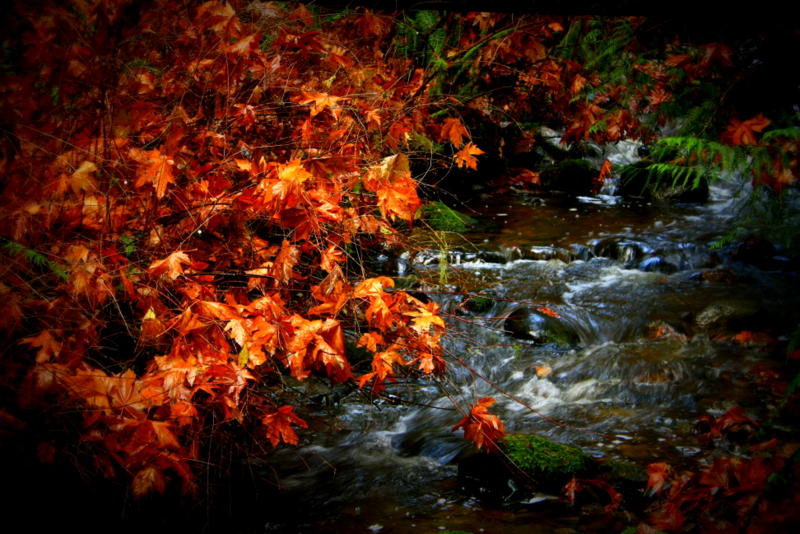 Fallen Leaf Creek