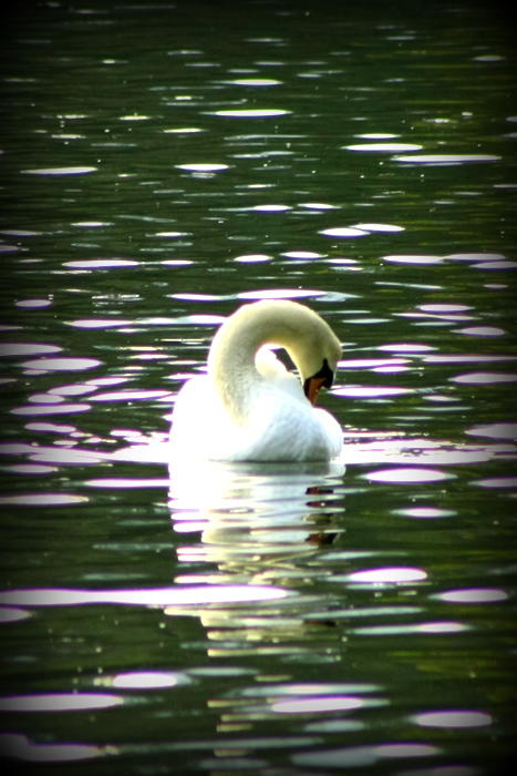 Lonely Swan