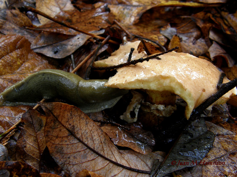 Slug having Brunch 