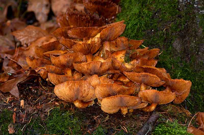 Forest Floor Fungus
