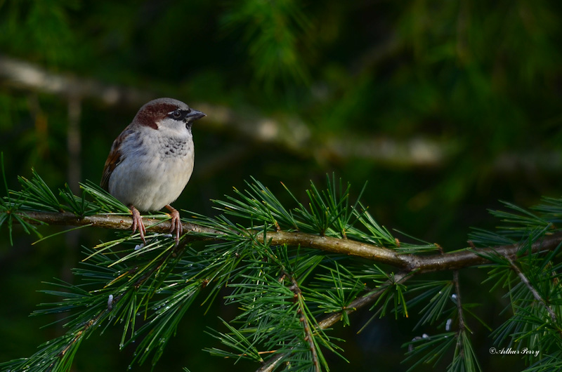 Out on a limb