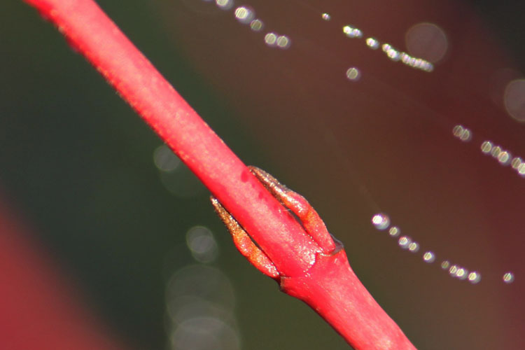 Red twig