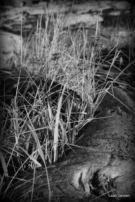 Driftwood Wheat Grass