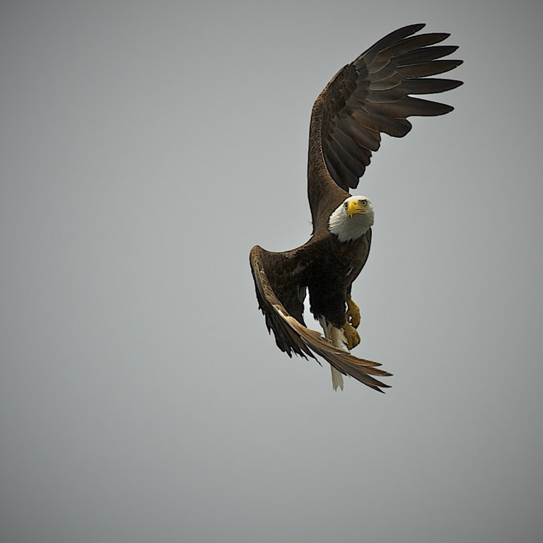 Eagle In Flight  - Diane Smith<br>CAPA Fall 2012 - Nature - 22 points tied