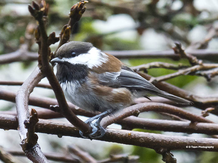 Chickadee