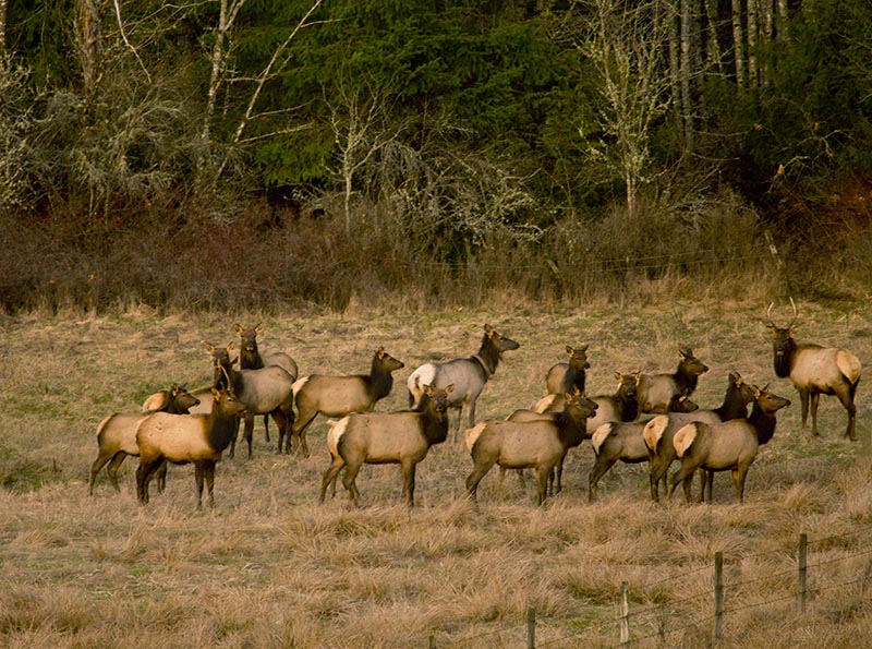 Riverside Road Elk Herd
