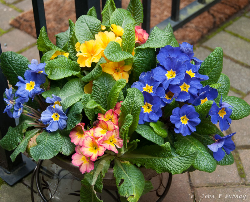 Spring Flowers